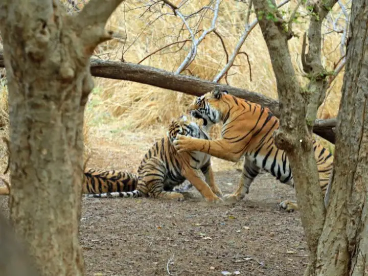 Wildlife Tour package in India