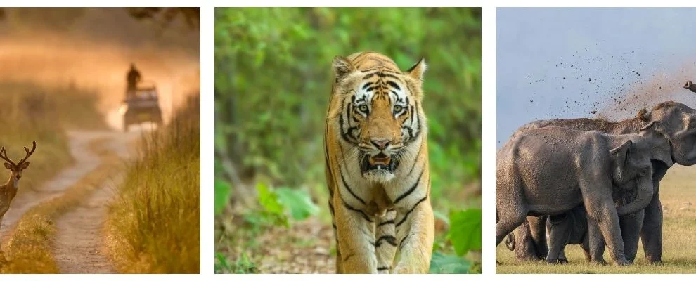 Jim Corbett Safari Tour Package